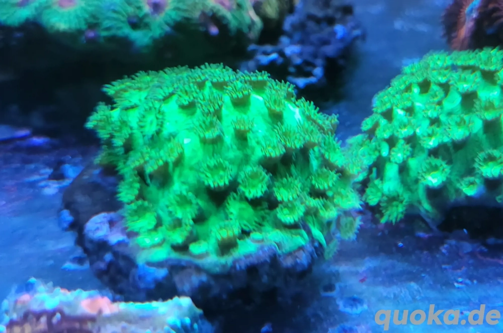 Cyphastrea Radioactive Goo