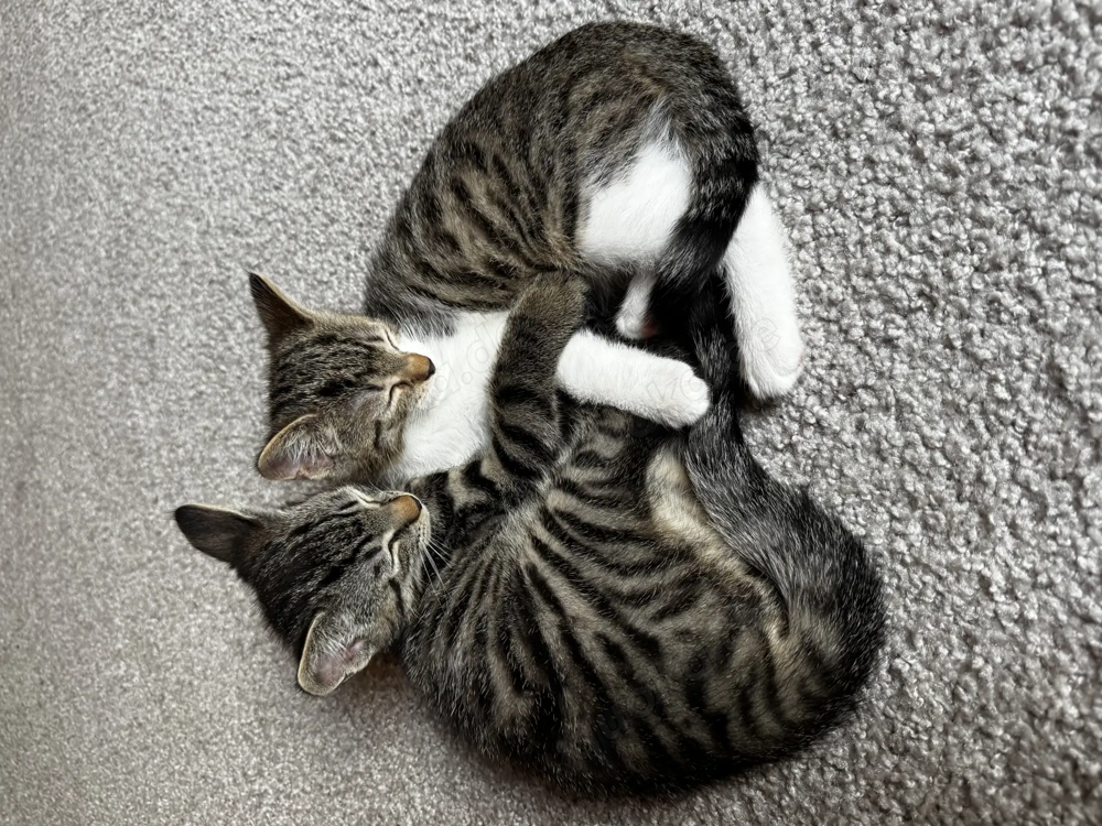 2 süße bkh ekh Kitten