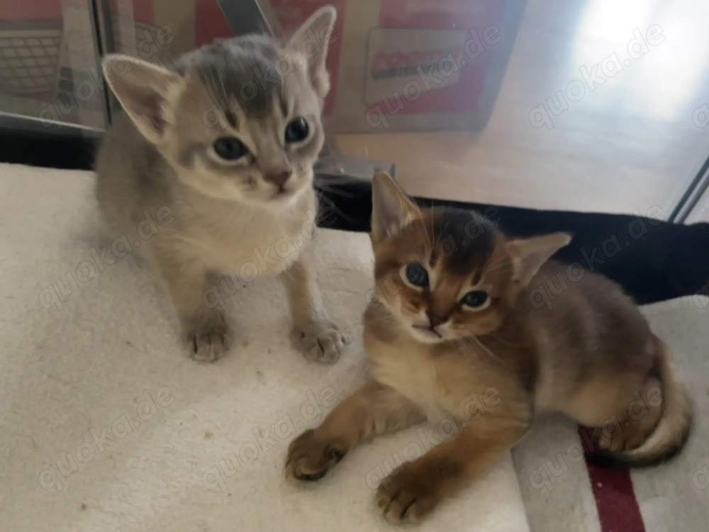 Traumhaft schöne Abessinier Variant Kitten mit Stammbaum 