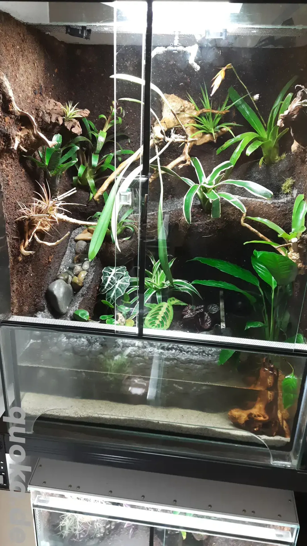 Terrarium Paludarium 60x50x80 (BxLxH)
