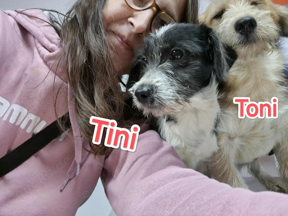 Tini - hast du ein Körbchen frei für die süße Hündin?