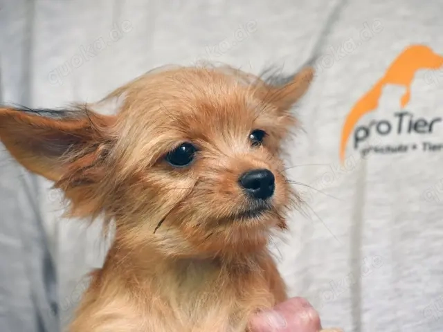 Charlie sucht sein Zuhause