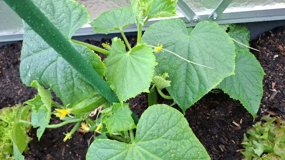 3Generationen suchen Haus