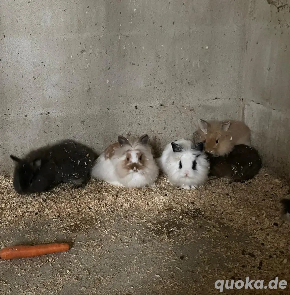 Löwenköpfchenjunge von Anfang Juni 2025