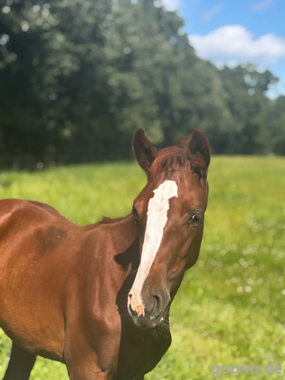 wunderschöne Oldenburger Fuchsstutfohlen zu Verkaufen