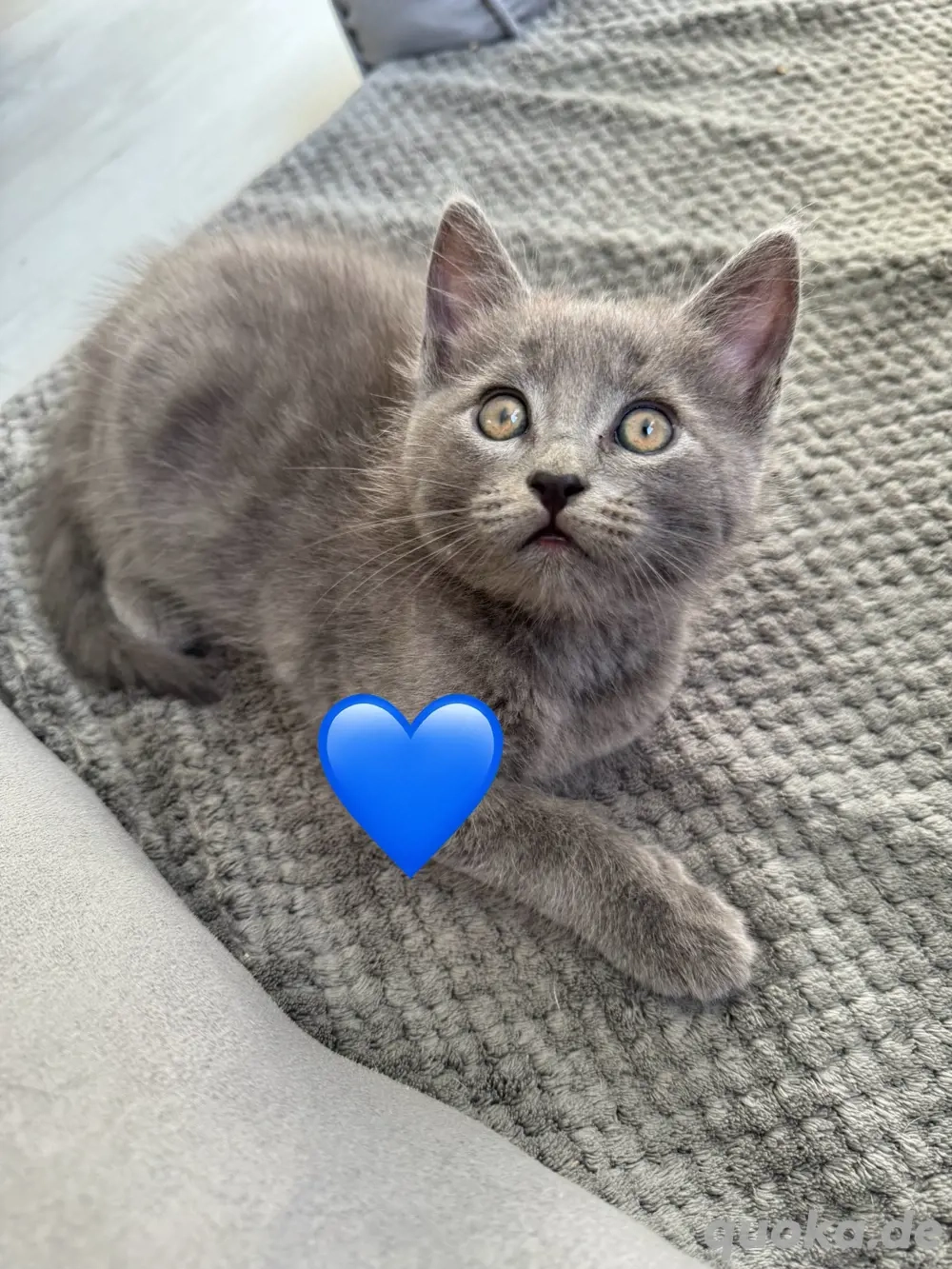 Main-Coon Kitten (jetzt abgabebereit !!) 