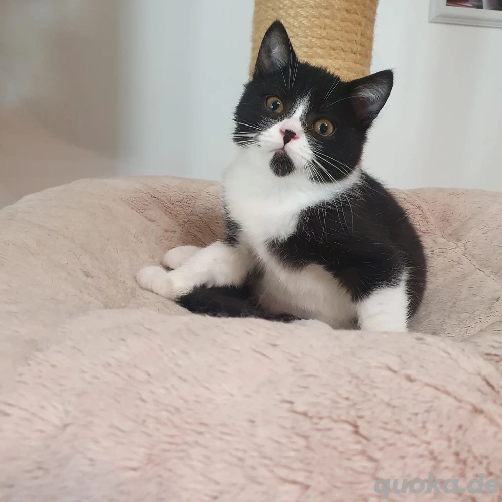 BKH Kitten 12 Wochen neues Zuhause gesucht