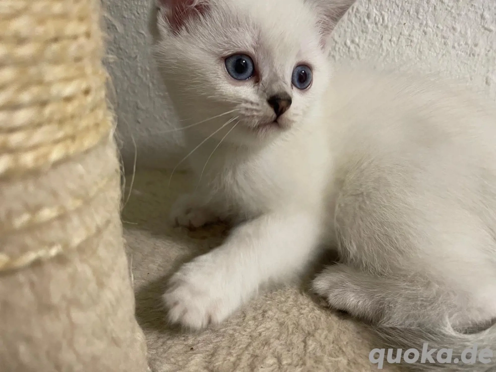 BKH Kitten Abholbereit 