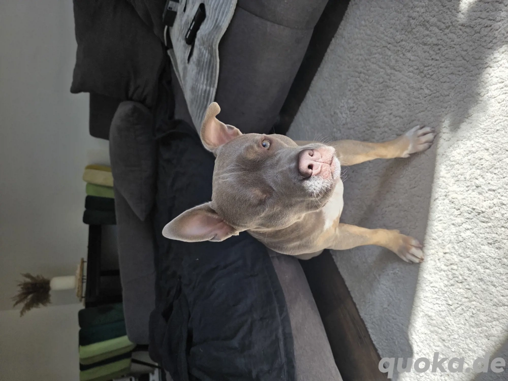 american bully hündin abzugeben