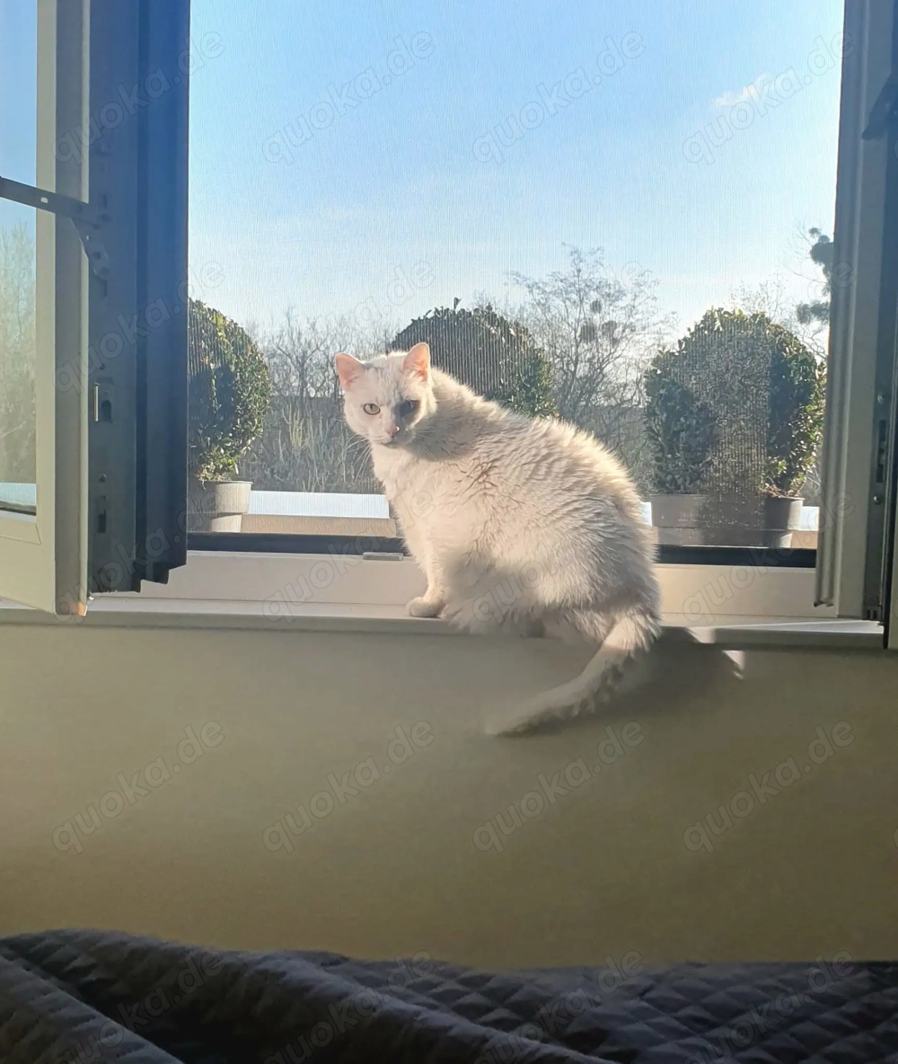 Liebevolles Zuhause für unsere Katze Mia gesucht