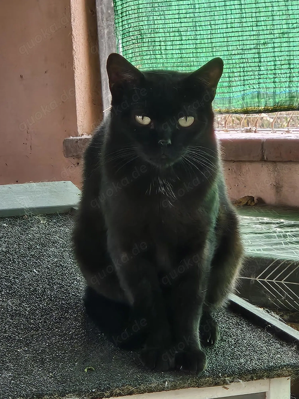 der zweijährige Kater Itzal wartet seit 2 Jahren im Tierheim 