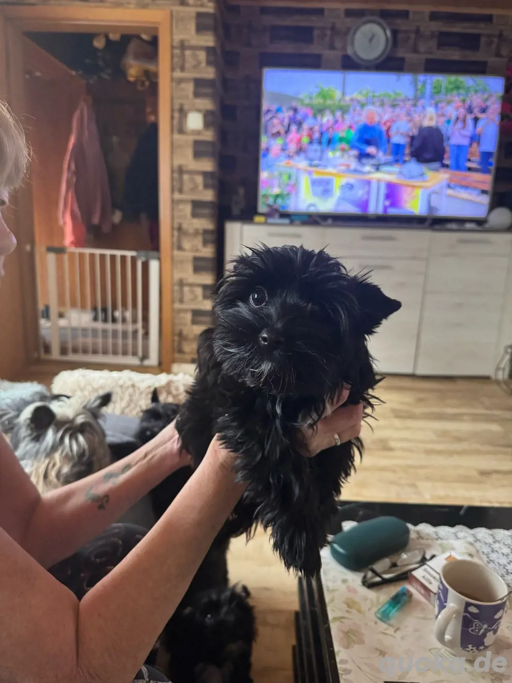 Yorkshire Terrier in Black Paerl 