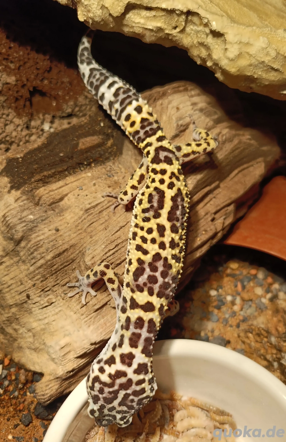 0.1 Leopardgecko 