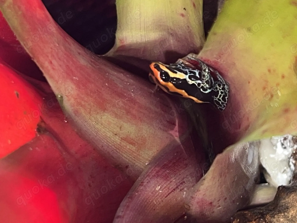 Ranitomeya Amazonica 