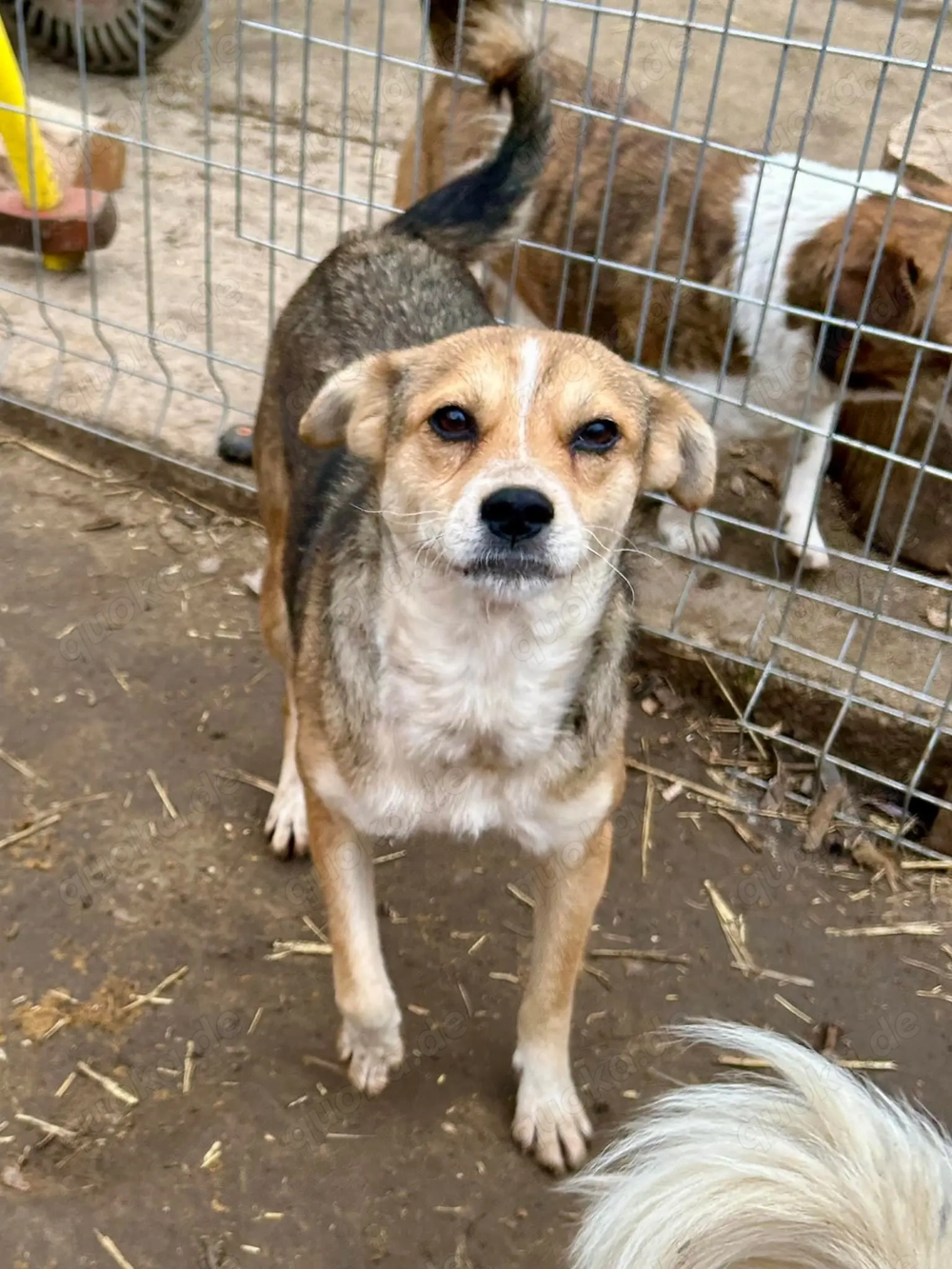 Simone ist ein Traum von Hündchen   