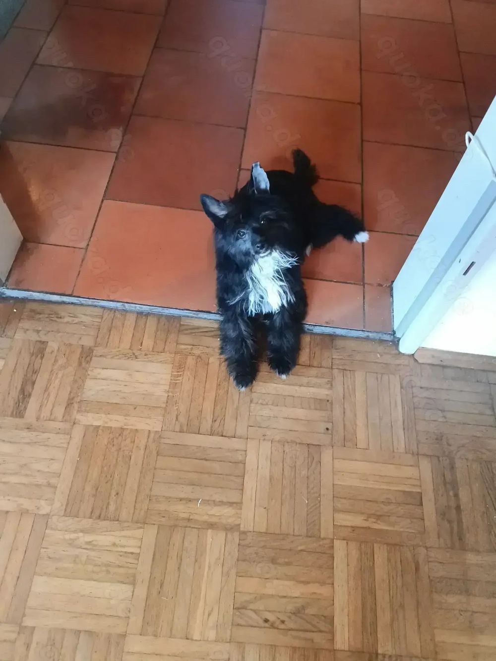 Chinese Crested dog Powderpuff 