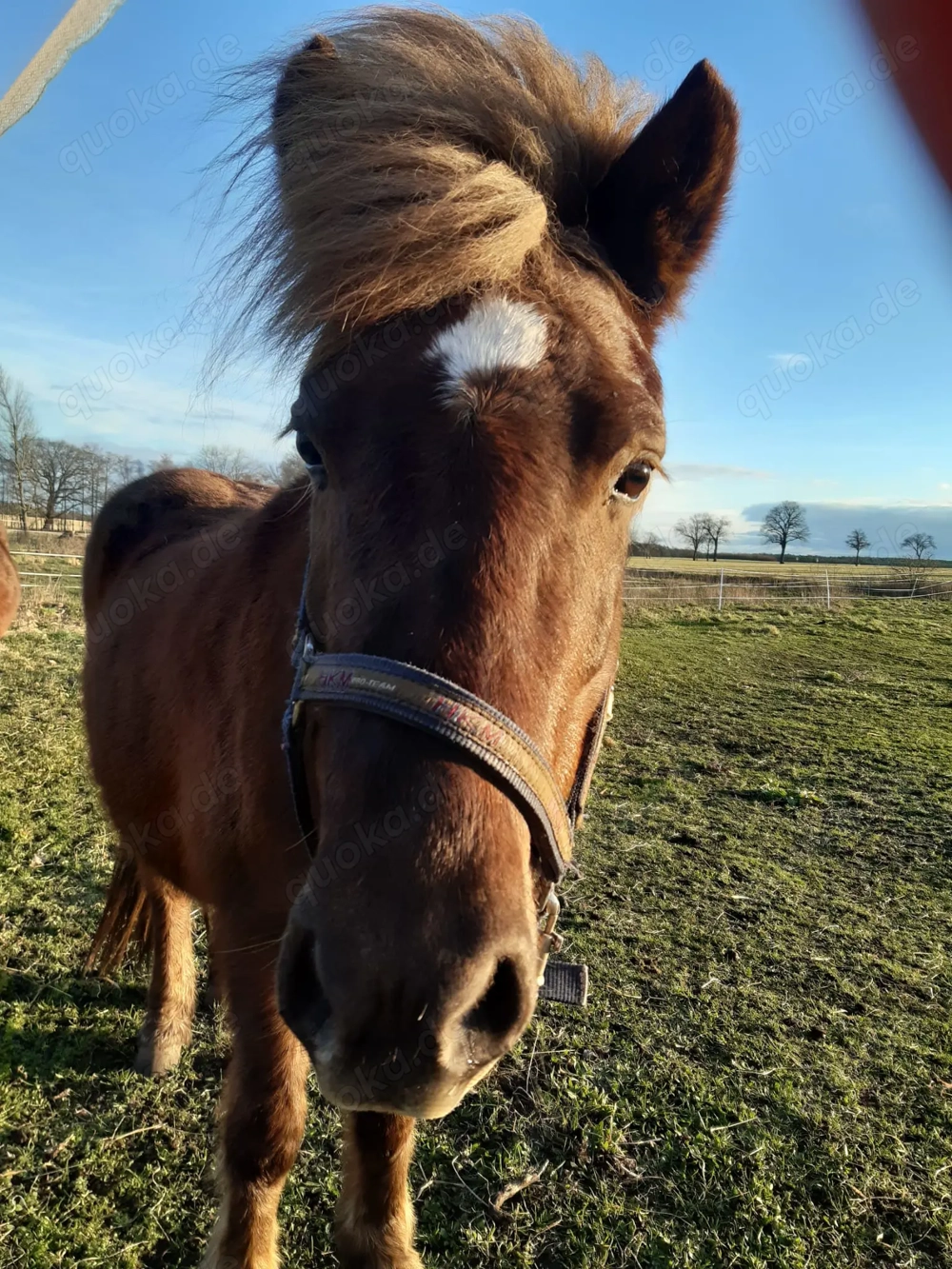 10 jährige Islandstute sucht neues Zuhause 