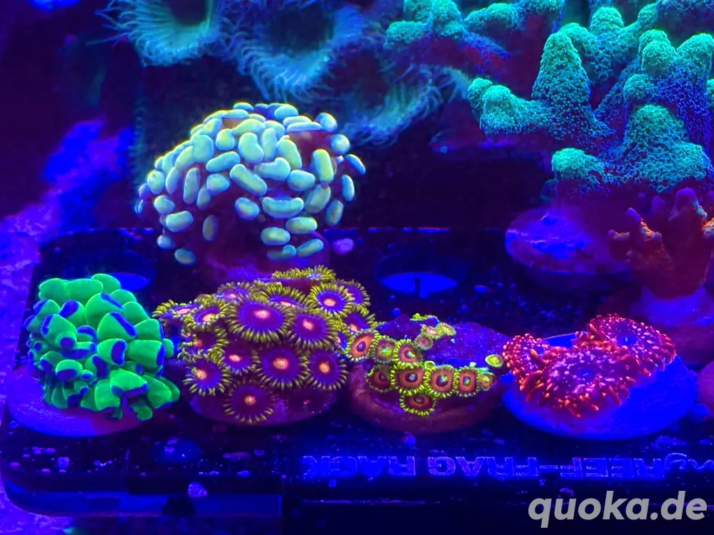 LPS & SPS (auch für Anfänger geeignet)