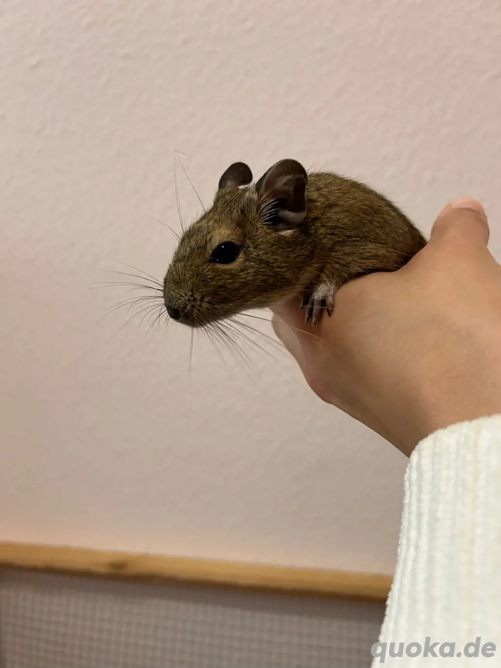 Degu Mädels abzugeben