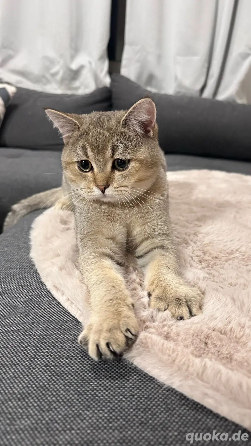 BKH reinrassige mit stammbaum 