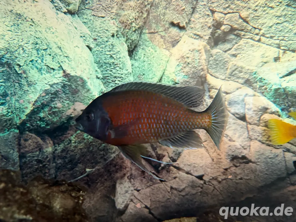 Kuckuckswelse, Borleyi und Yellows