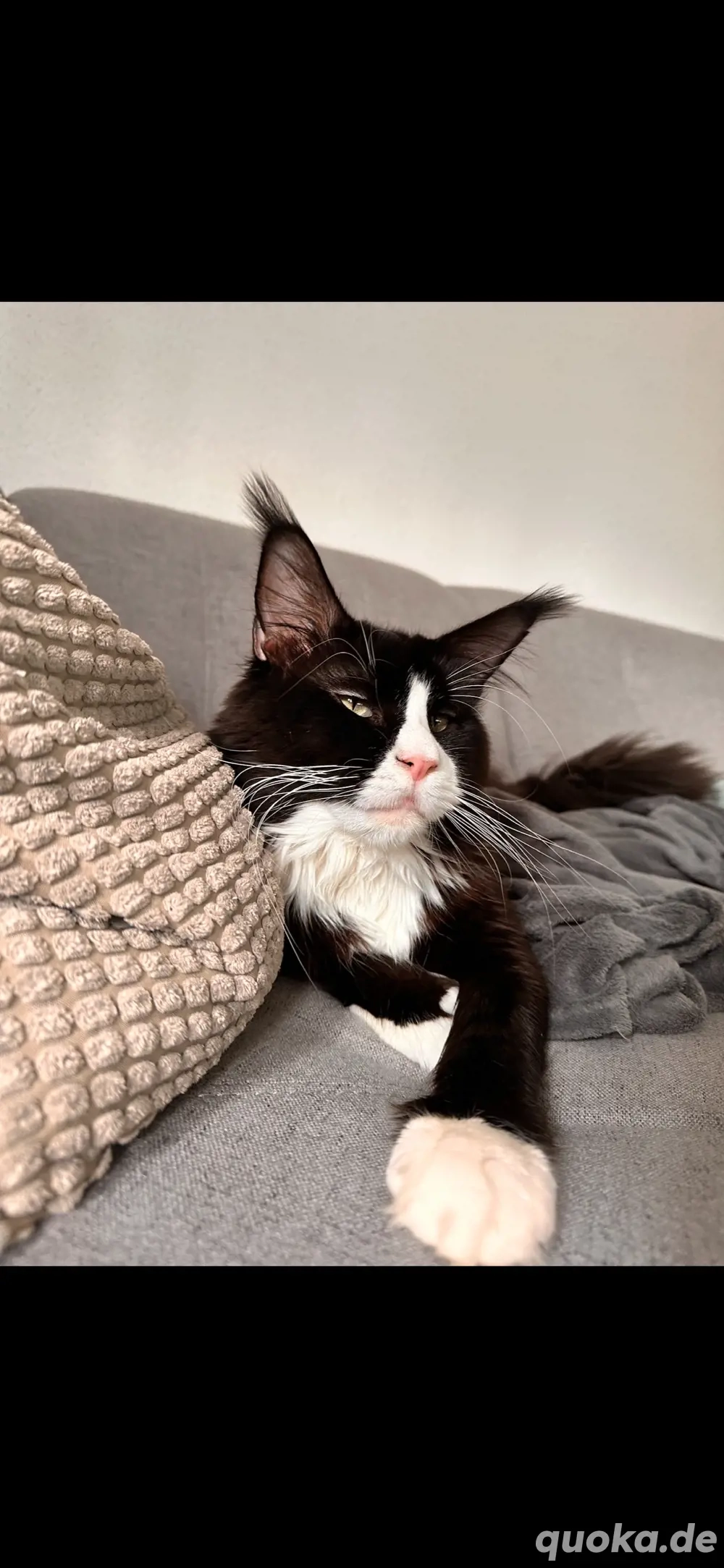 Maine Coon Deckkater o.P