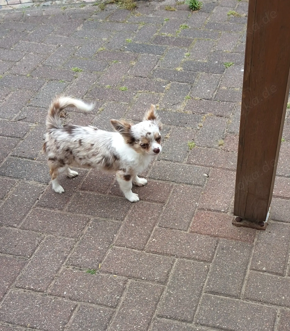 Chihuahua Deckrüde kein Verkauf 