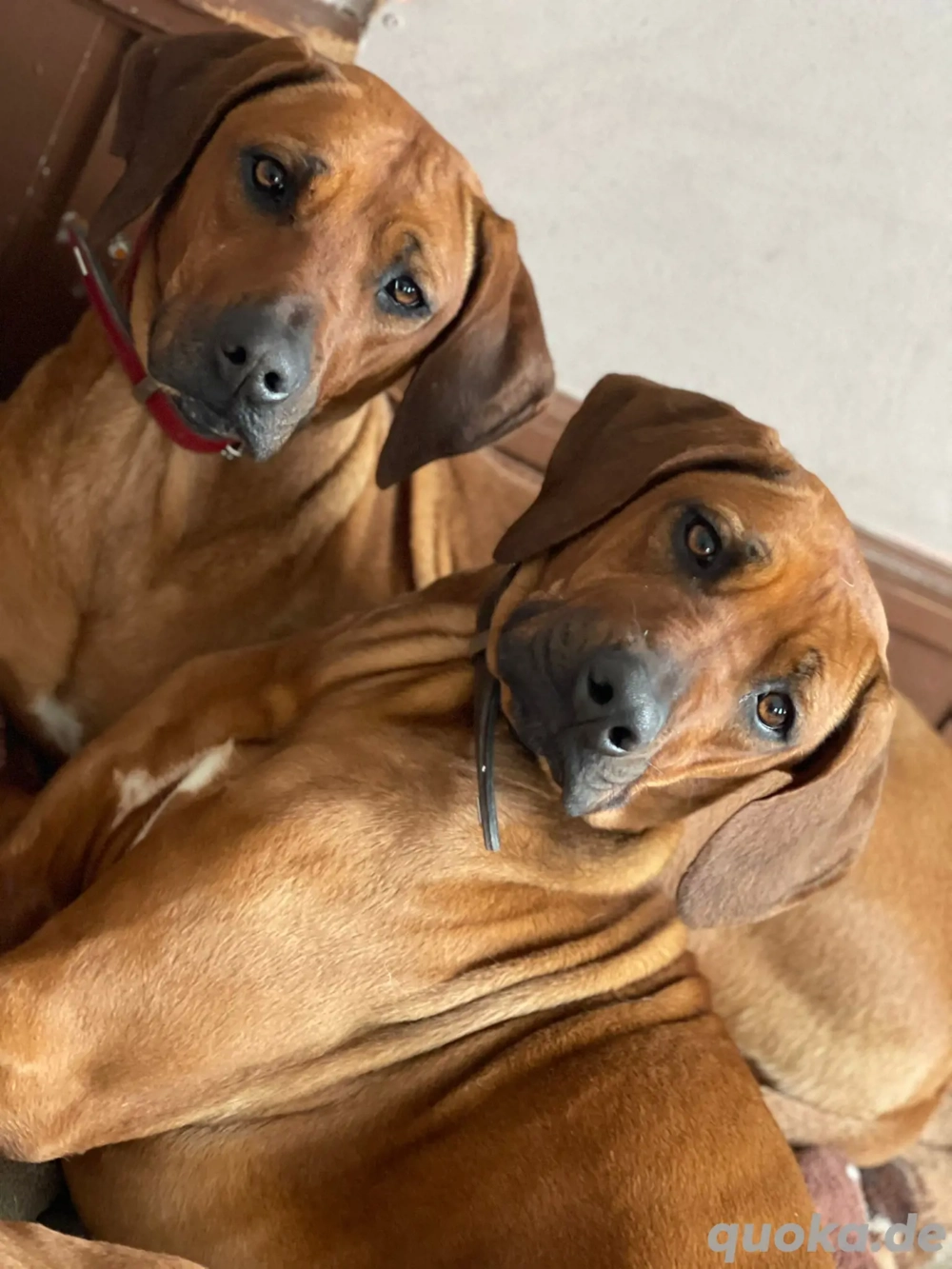 wir 2 Geschwister suchen zusammen ein schönes Zuhause 