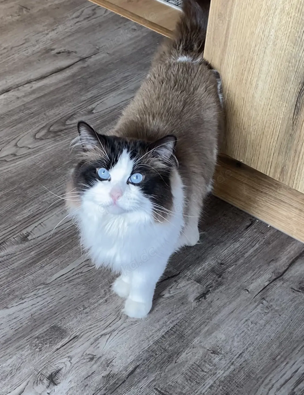 Reinrassiger Ragdoll Deckkater mit Stammbaum 