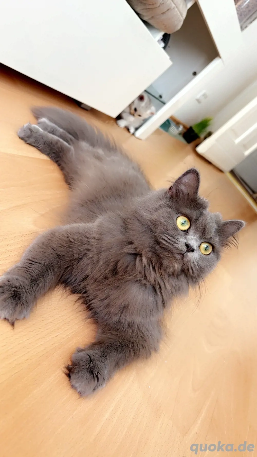 Wunderschöne Katze sucht ein liebevolles Zuhause 