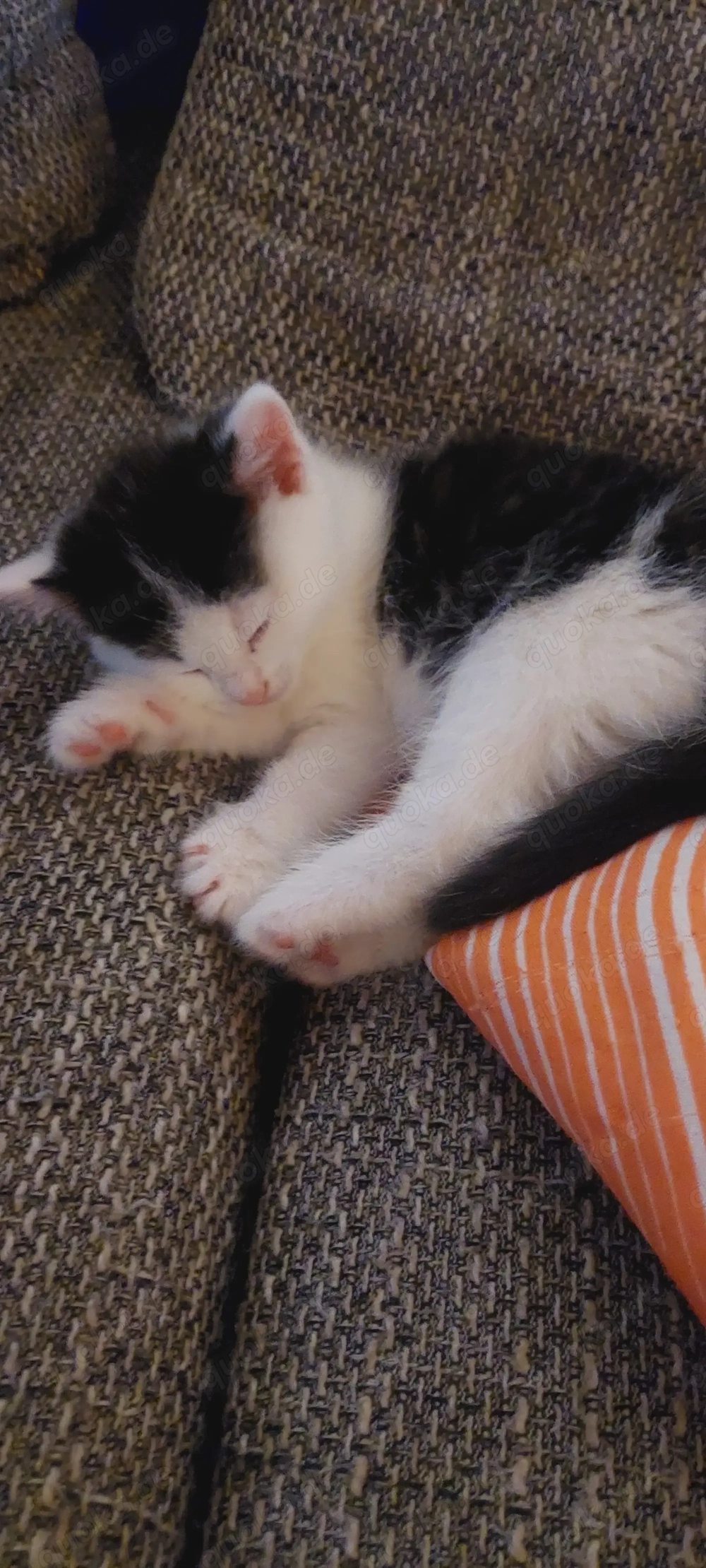 Eine kleine Maus sucht ein neues Zuhause   Reserviert 