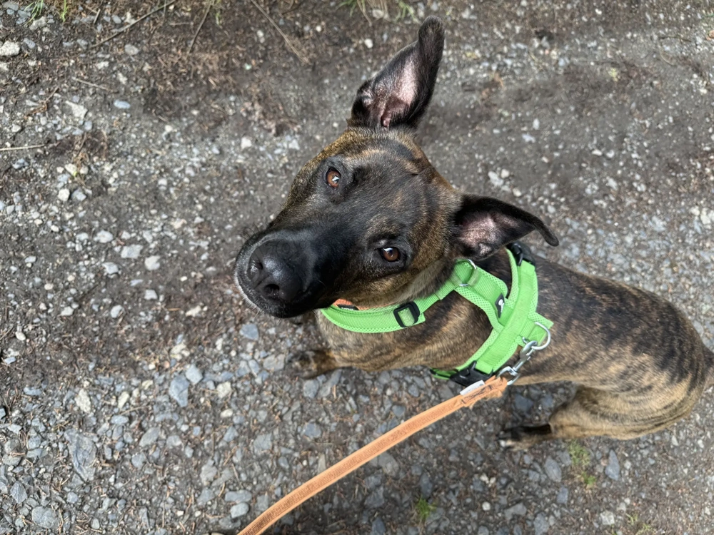 !Dringend! Rocky sucht ein neues Zuhause !Dringend! 