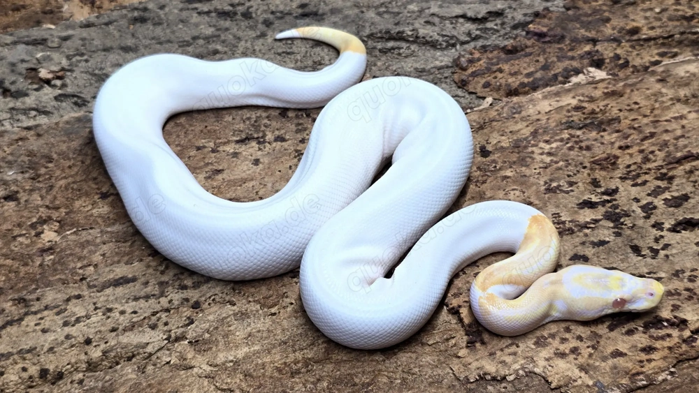 1,0 Python regius, Königspython "Albino Piebald" DNZ 2023