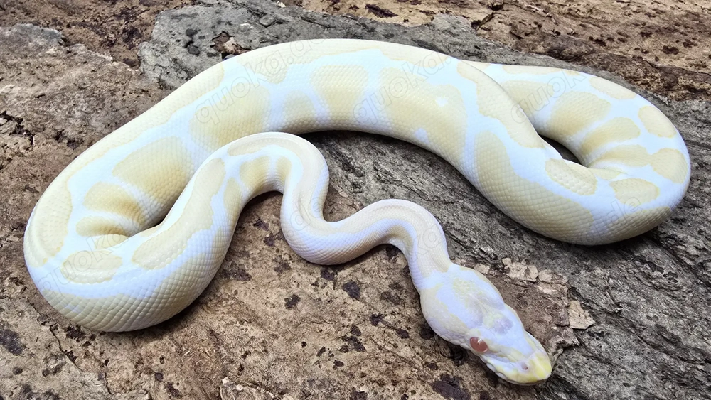 1,0 Python regius, Königspython "Albino" DNZ 2024