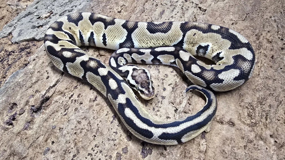 1,0 Python regius, Königspython "Pastel" DNZ 2024