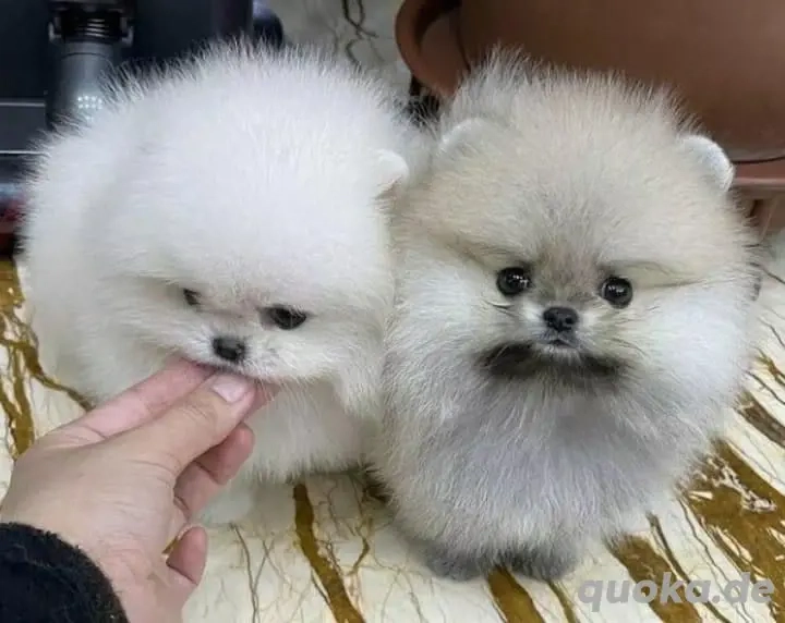  Pomeranian  Superkpomeranian ab sofort abzugeben**