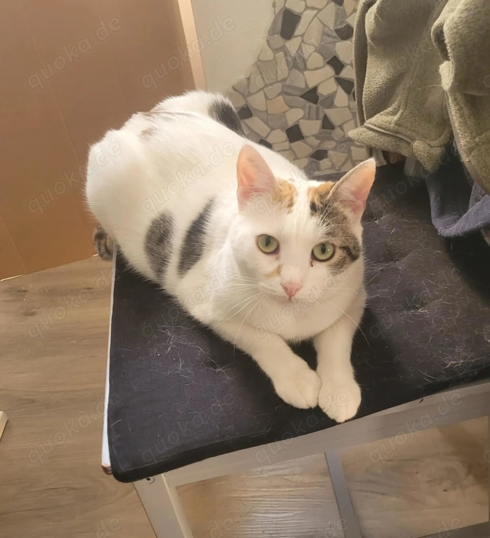 Liebe Fleki (FIV) sucht ihre Menschen