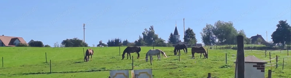 Reitbeteiligung Dressurpferd Springpferd Pony