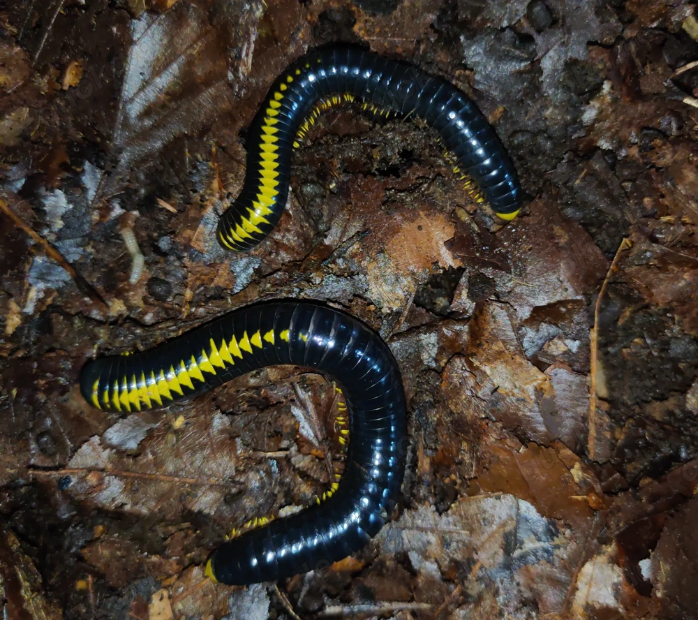 Salpidobolus sp. Avatar - Tausendfüßer - Asseln - Terrarium