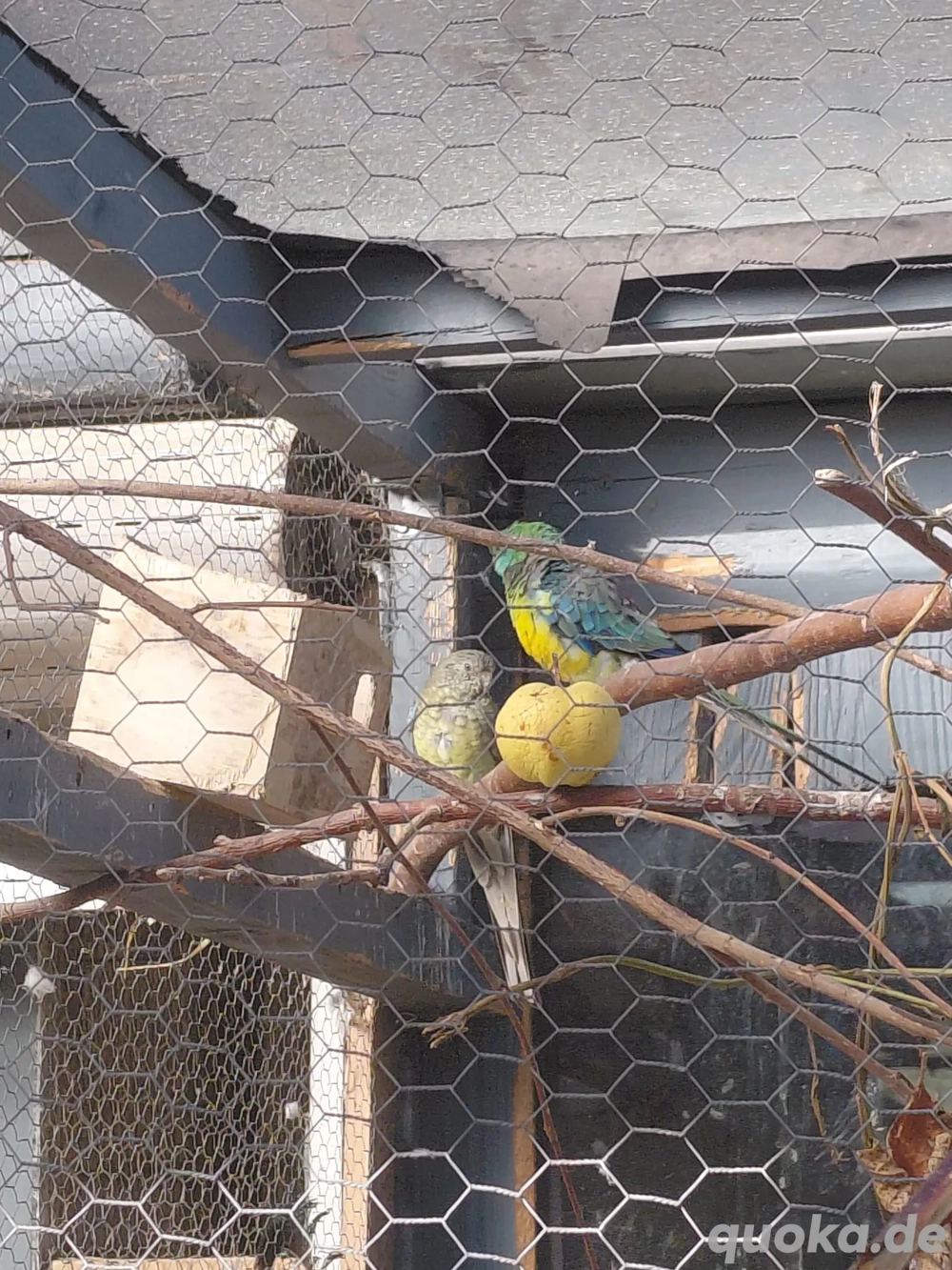 2,2 Singsittiche abzugeben