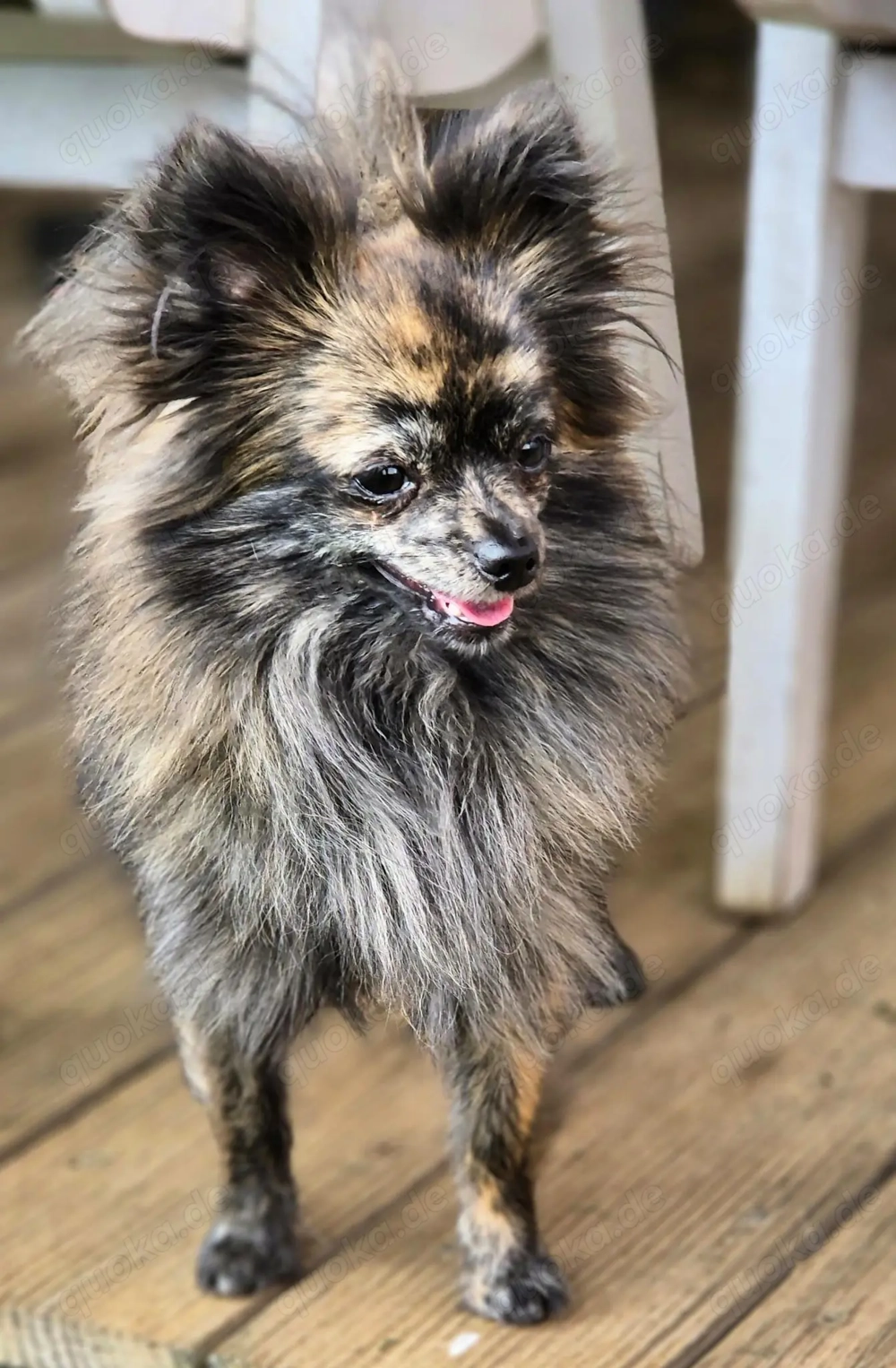 Wunderschöner kleiner Pomchi Rüde