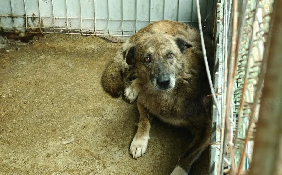 Alterswohnsitz für schüchternen Bobby