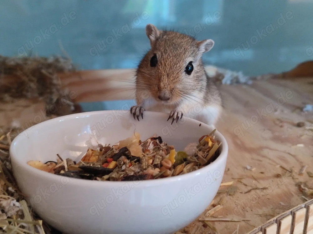 2 männliche Rennmäuse   Gerbils, braun und schwarz, 11 Monate alt
