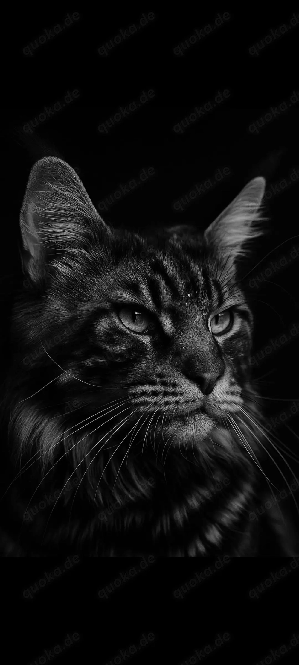Maine Coone (Deckkater black silver tabby)