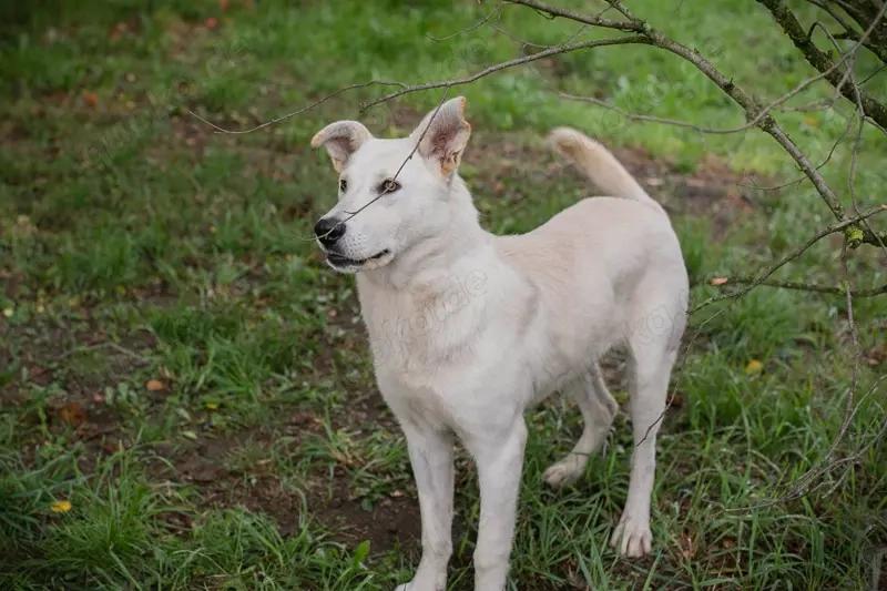 *PAULO* - Aktiv, verspielt, zugänglich, sozial