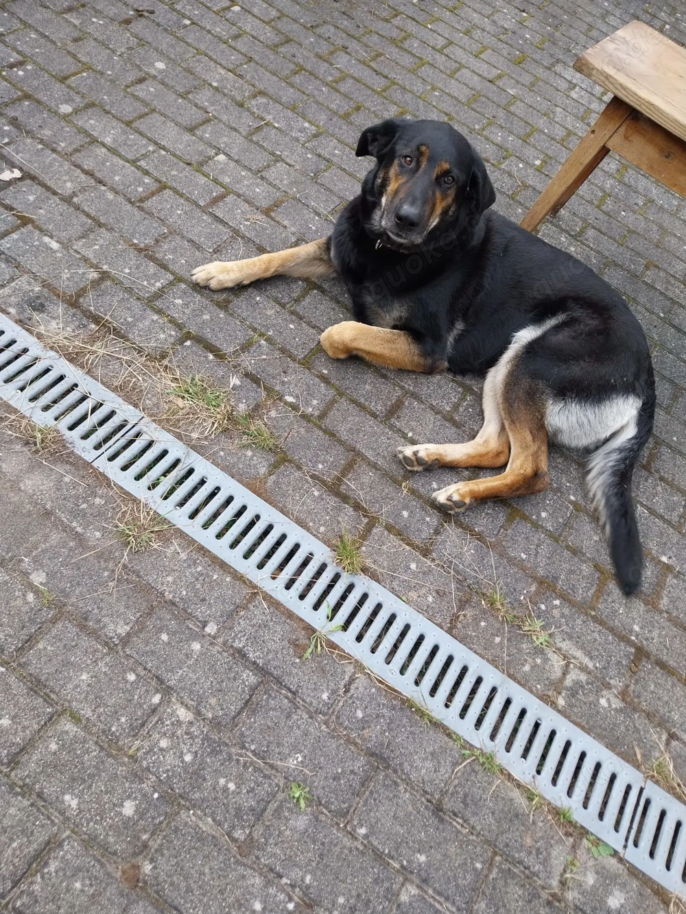 Betty benötigt dringend neues ländliches Zuhause 