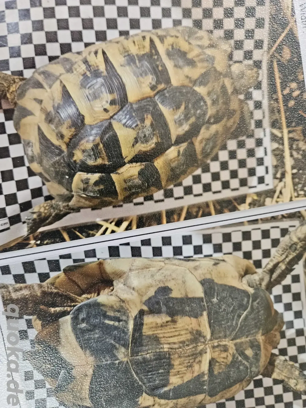 testudo graeca nabeulensis tunesische landschildkröten weibchen testudo graeca nabeulensis tunesische landschildkröten weibchen