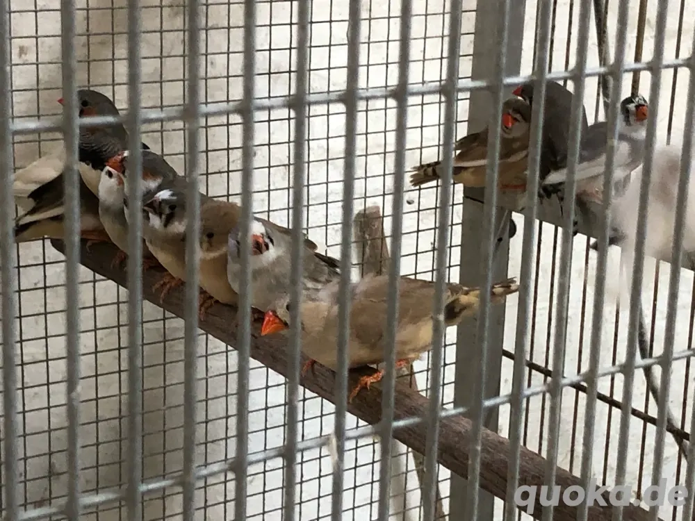 Zebrafinken abzugeben 