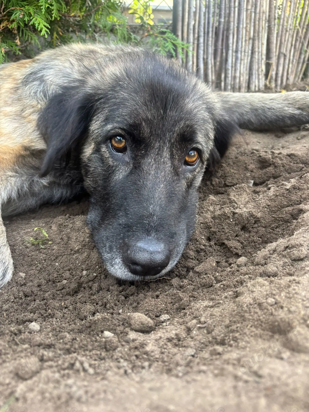 Juna sucht ein neues liebevolles zu Hause 