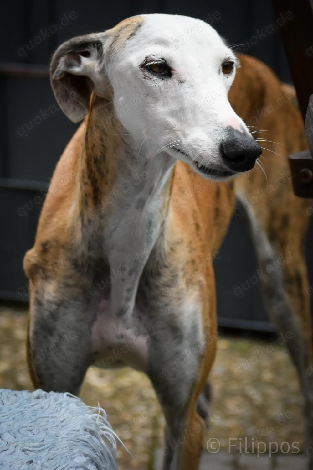 Careta sucht ein Zuhause